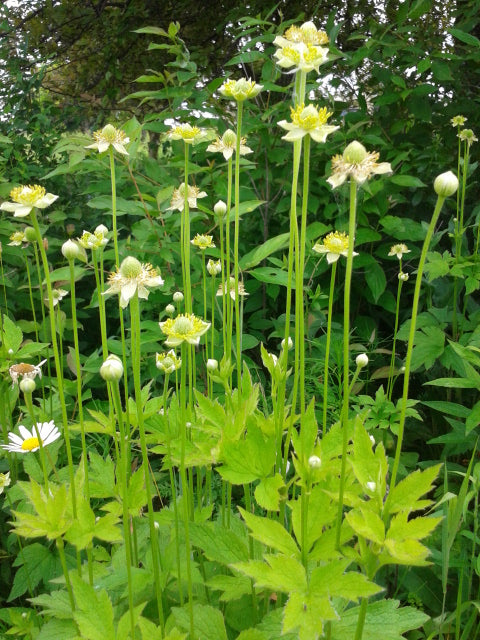 Tall Thimbleweed "Anemone virginiana"
