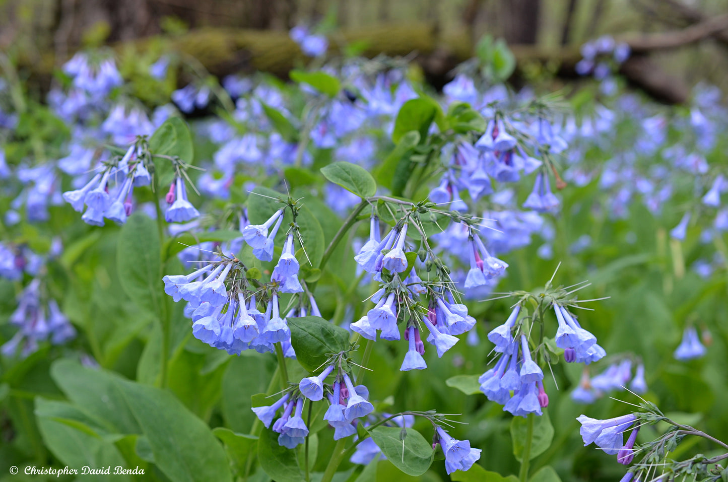 Virgina Bluebells "Mertensia virginica"