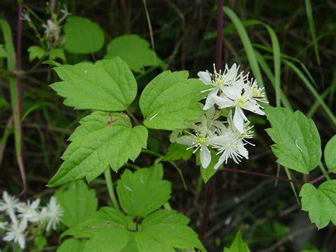 Virgin's Bower "Clematis virginiana"