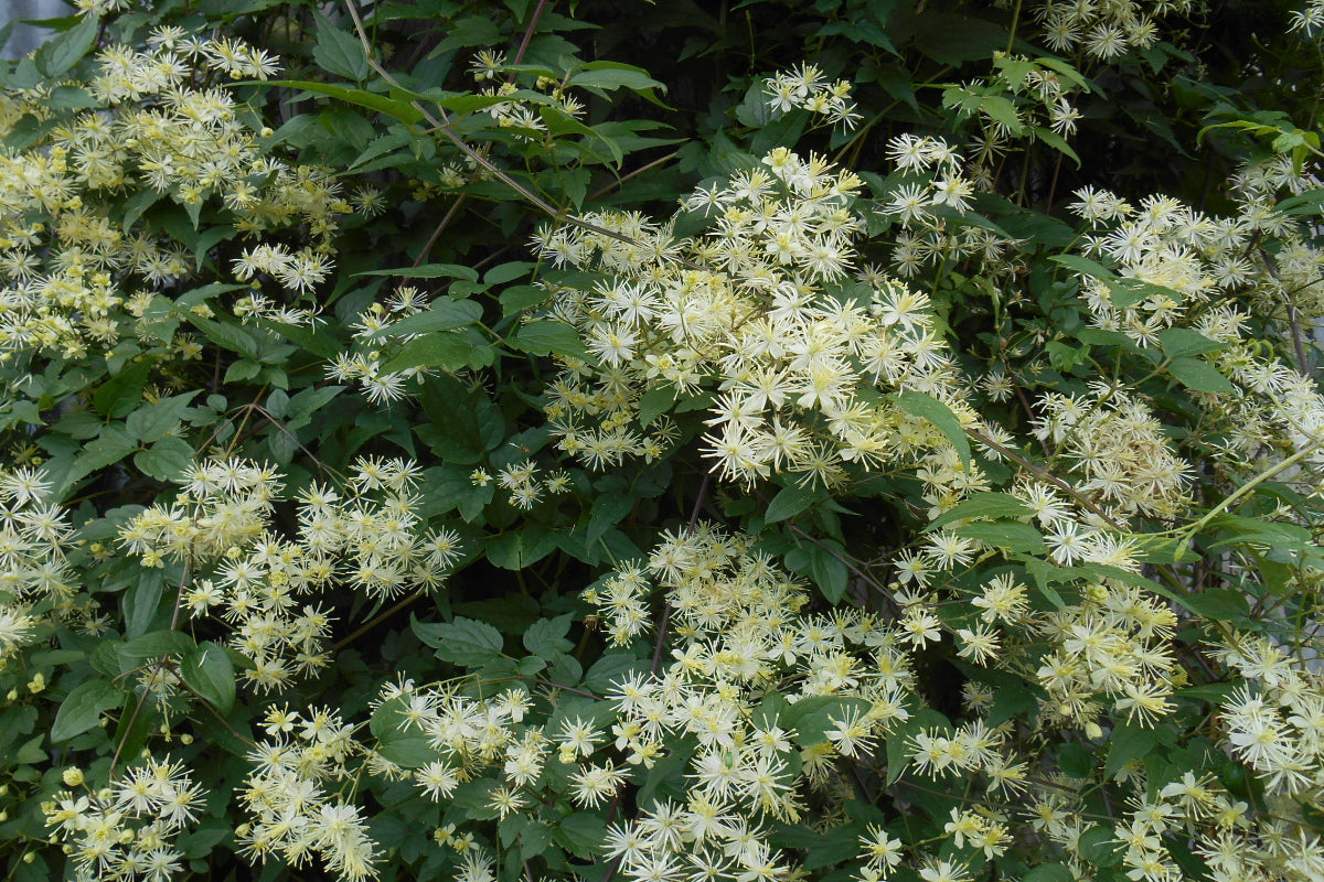 Virgin's Bower "Clematis virginiana"