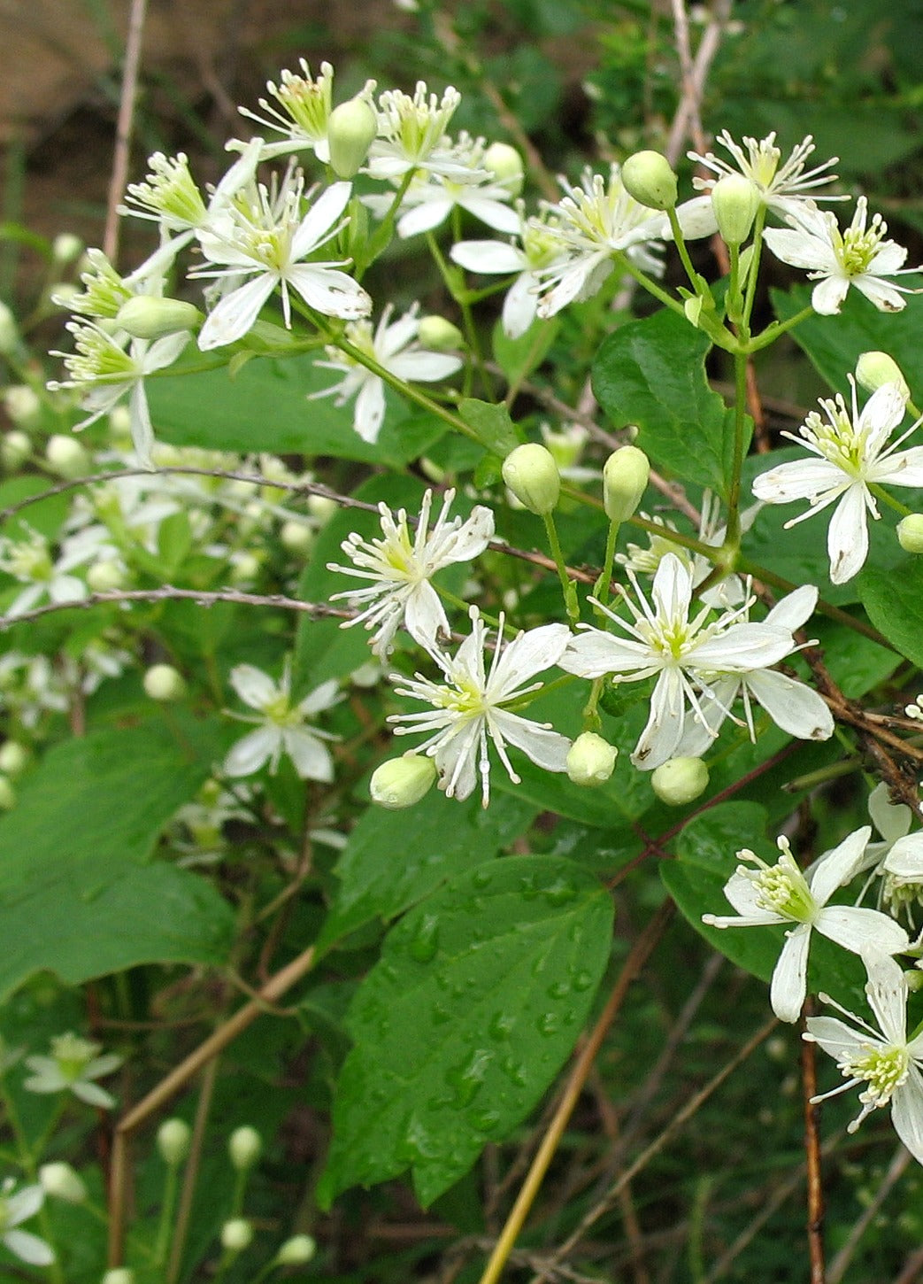 Virgin's Bower "Clematis virginiana"