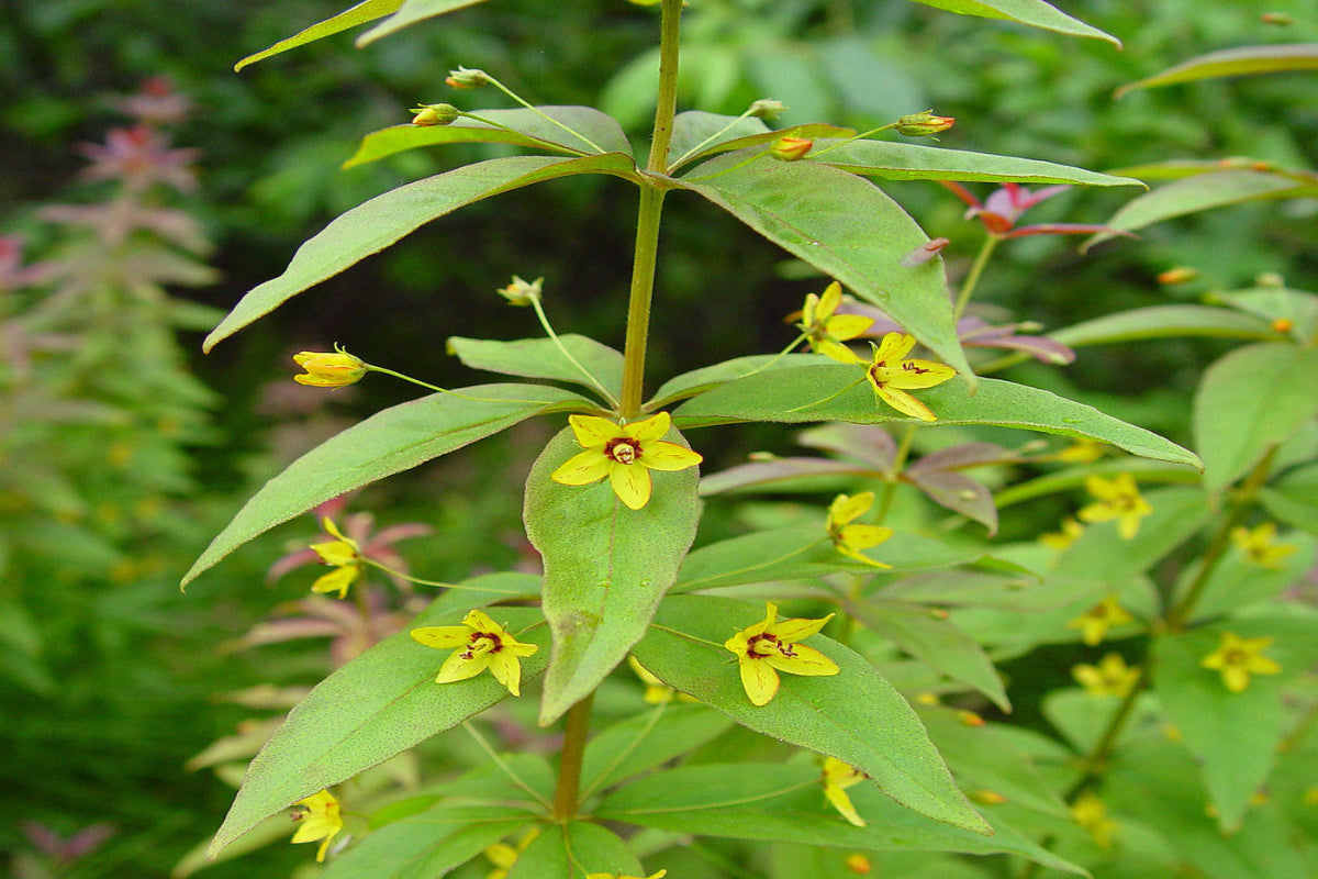 Whorled Loosestrife "Lysimachia quadriflora"