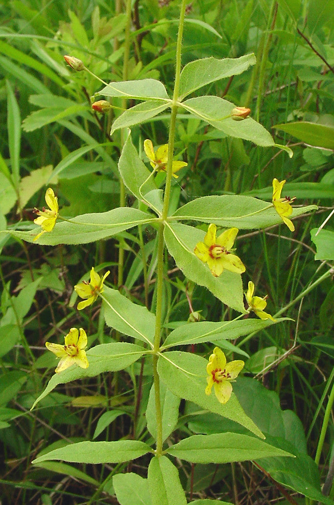 Whorled Loosestrife "Lysimachia quadriflora"