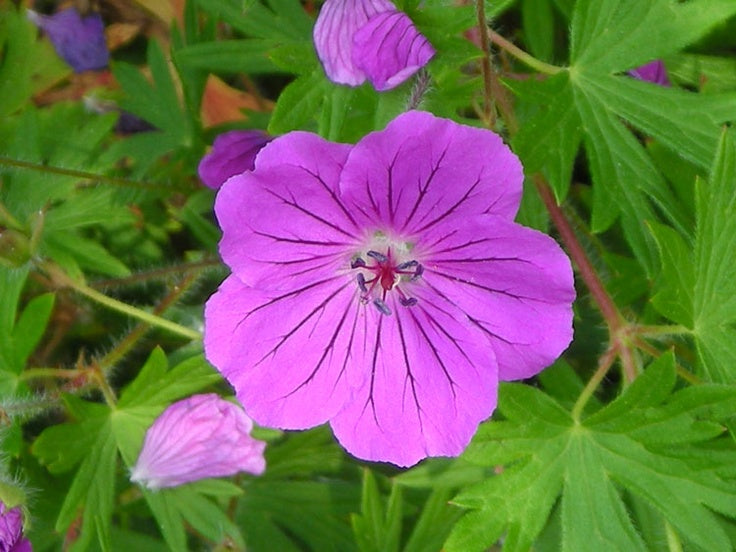 Wild Geranium "Geranium maculatum"