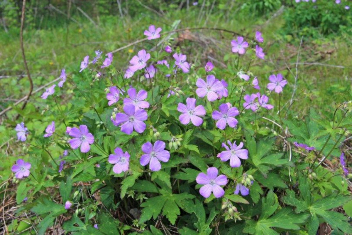 Wild Geranium "Geranium maculatum"