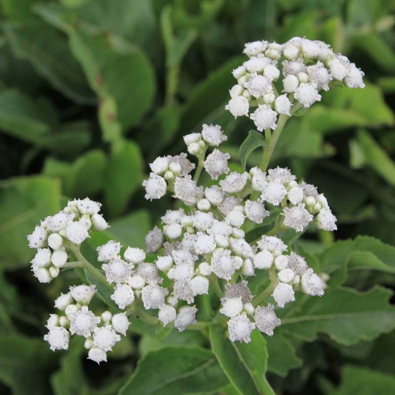 Wild Quinine "Parthenium integrifolium"
