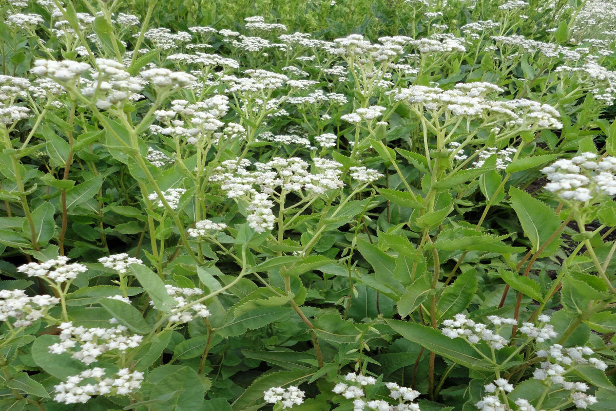 Wild Quinine "Parthenium integrifolium"