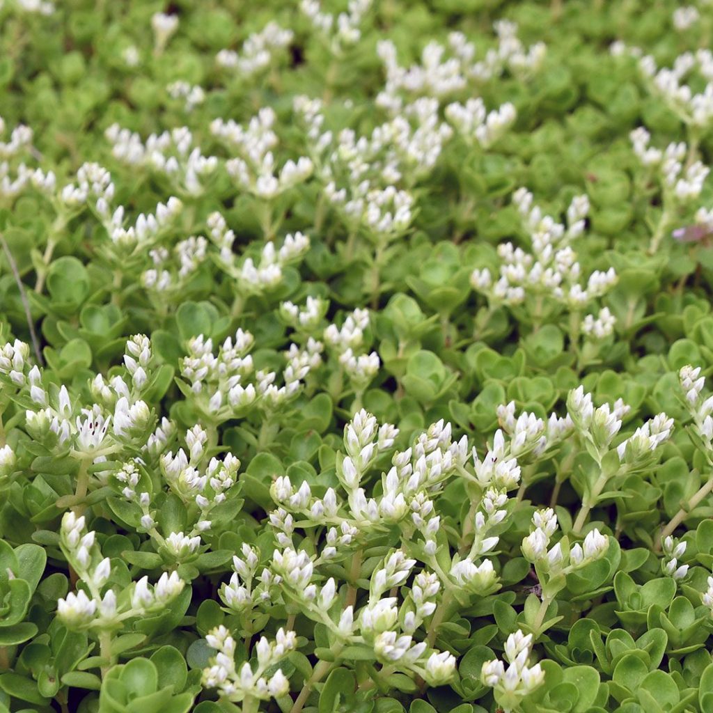 Woodland Stonecrop "Sedum ternatum"