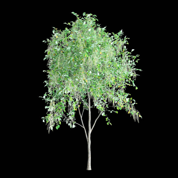 American Yellowwood "Cladrastis kentukea"