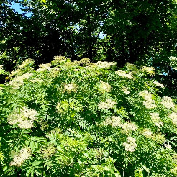 TreeYo Elderberry - York