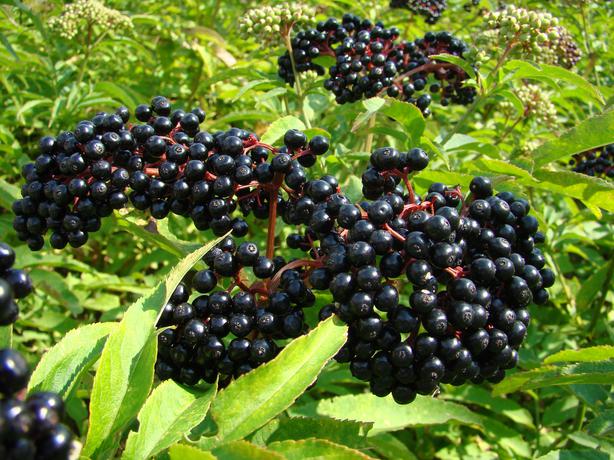 TreeYo Elderberry - York