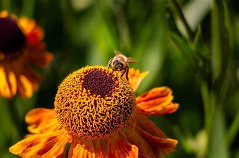 Species Supporting Native Bees