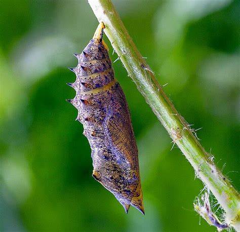 Species Supporting Caterpillars & Moths