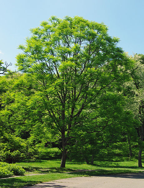 Native Trees & Shrubs