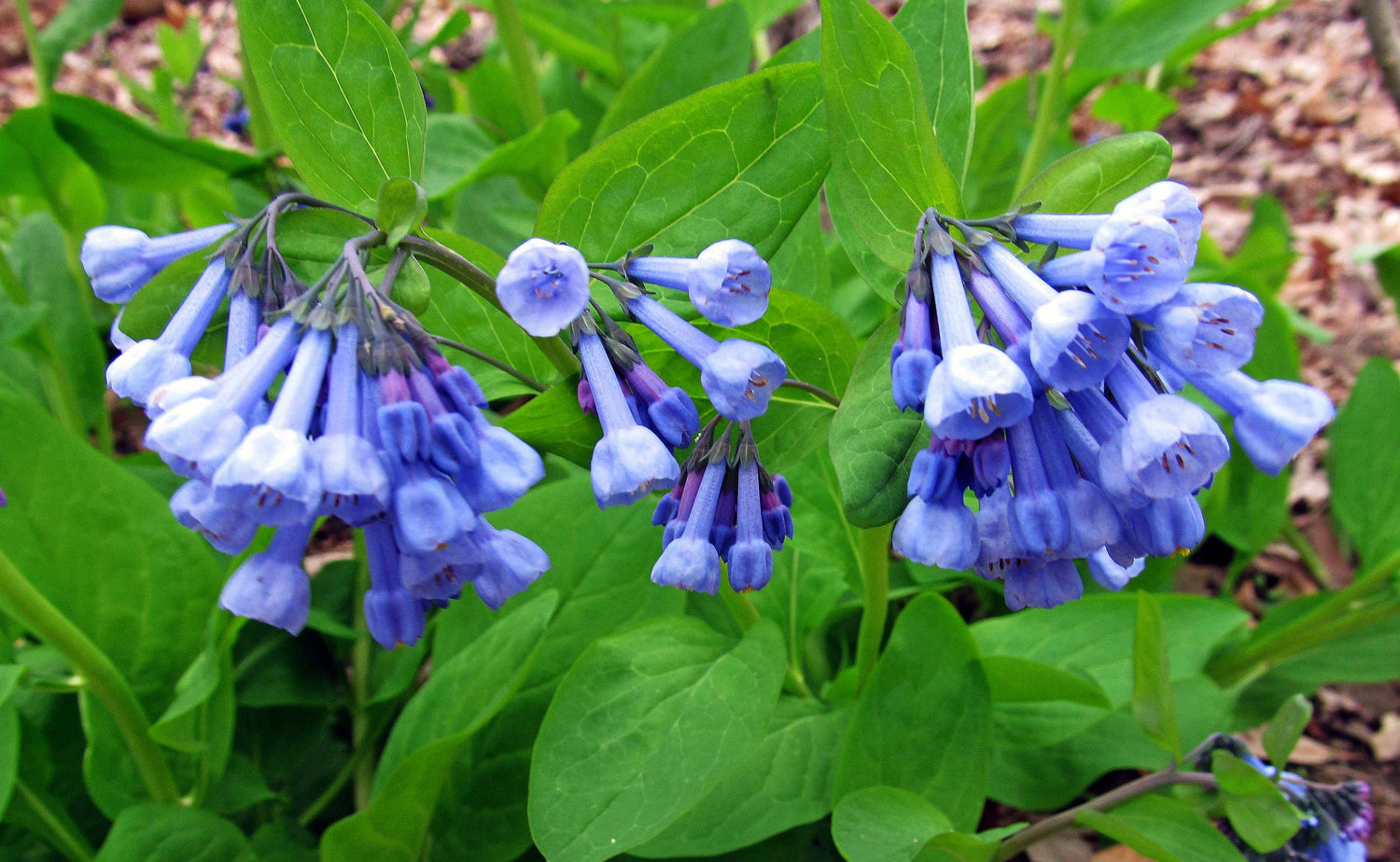 Specialty Perennials