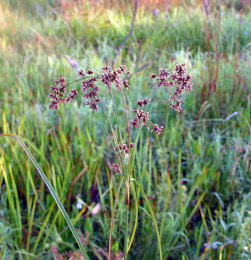 Native Grasses & Ferns