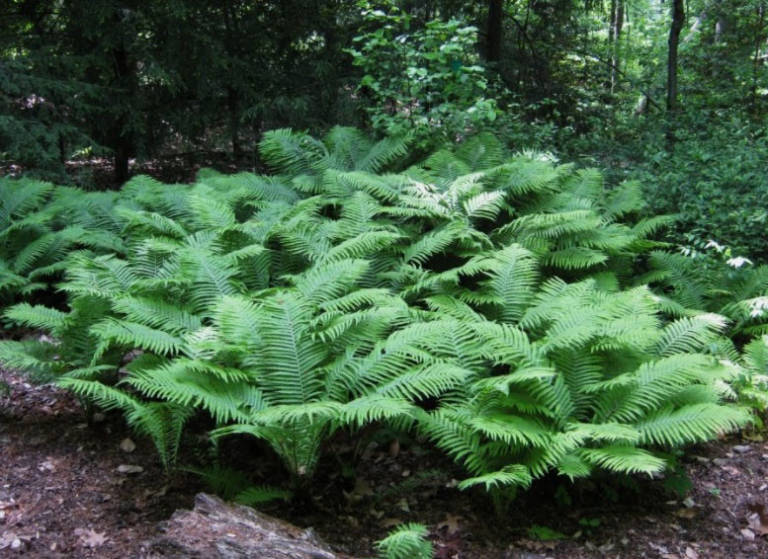 Ostrich Fern "Matteuccia struthiopteris"