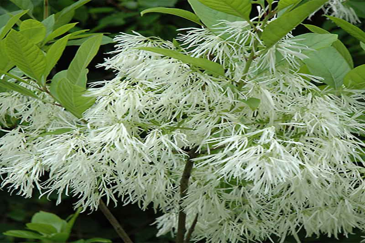 White Fringe Tree "Chionanthus virginicus"