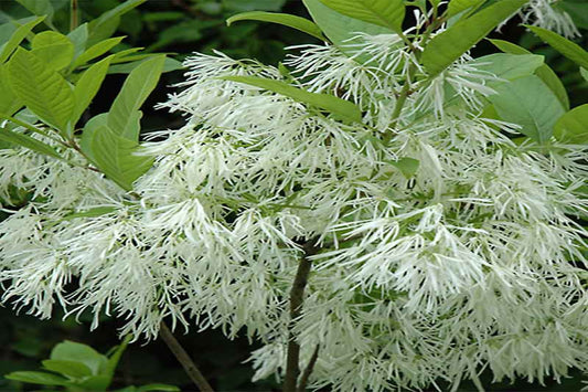 White Fringe Tree "Chionanthus virginicus"