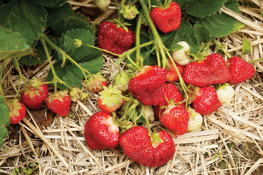 TreeYo Strawberry-AC Valley Sunset