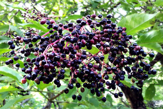 TreeYo Elderberry - Adams