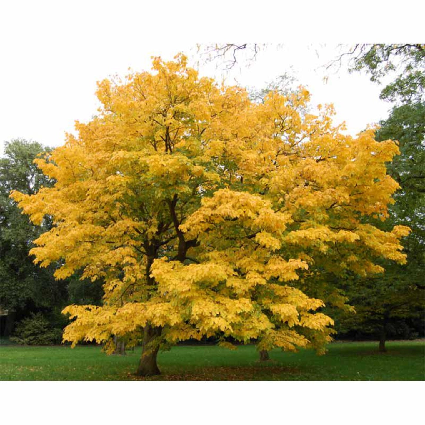 American Yellowwood "Cladrastis kentukea"