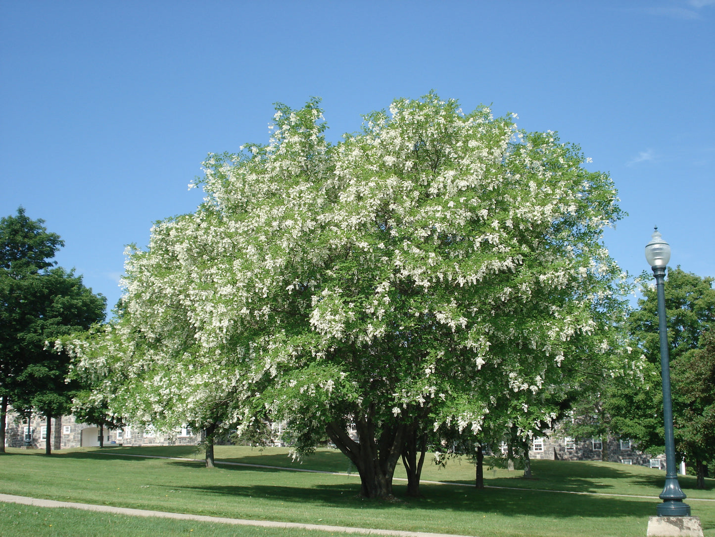 American Yellowwood "Cladrastis kentukea"