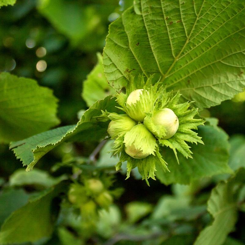 TreeYo American Hazelnut