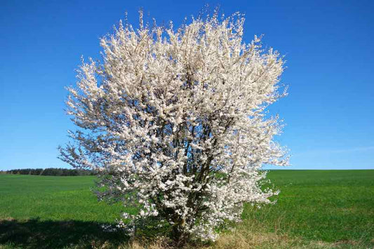 TreeYo American Plum