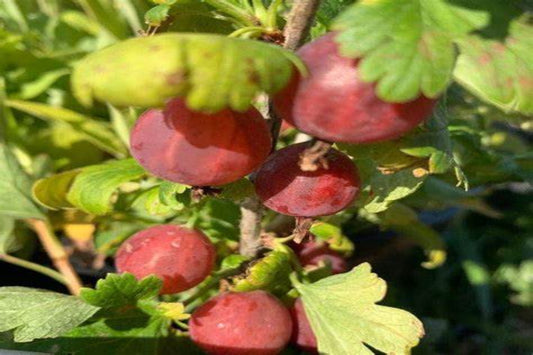 TreeYo Gooseberry - Amish Red