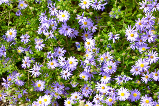 Aromatic Aster "Symphyotrichum oblongifolium"
