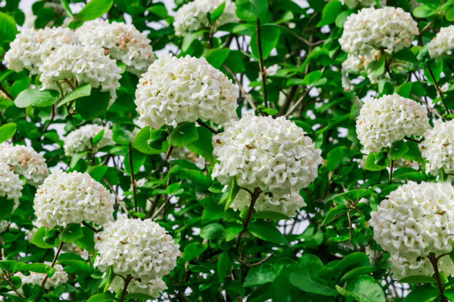 Arrowwood Viburnum