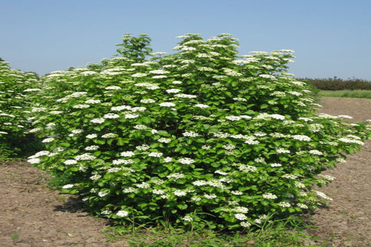 Arrowwood Viburnum