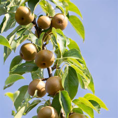 TreeYo Asian Pear - Olympic