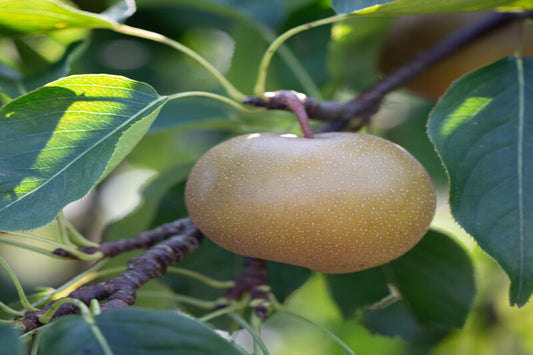 TreeYo Asian Pear - Olympic