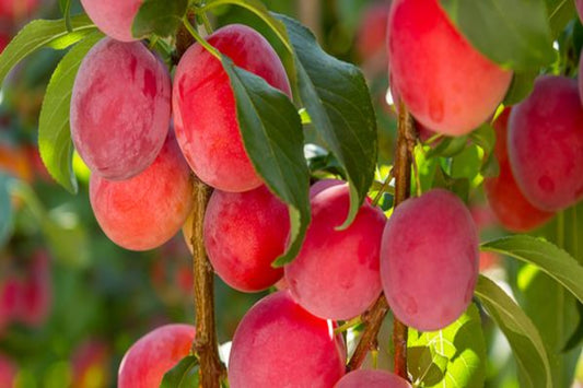 TreeYo Asian Plum - AU Rosa