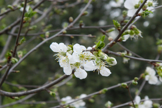 TreeYo Cherry-Balaton-Tart