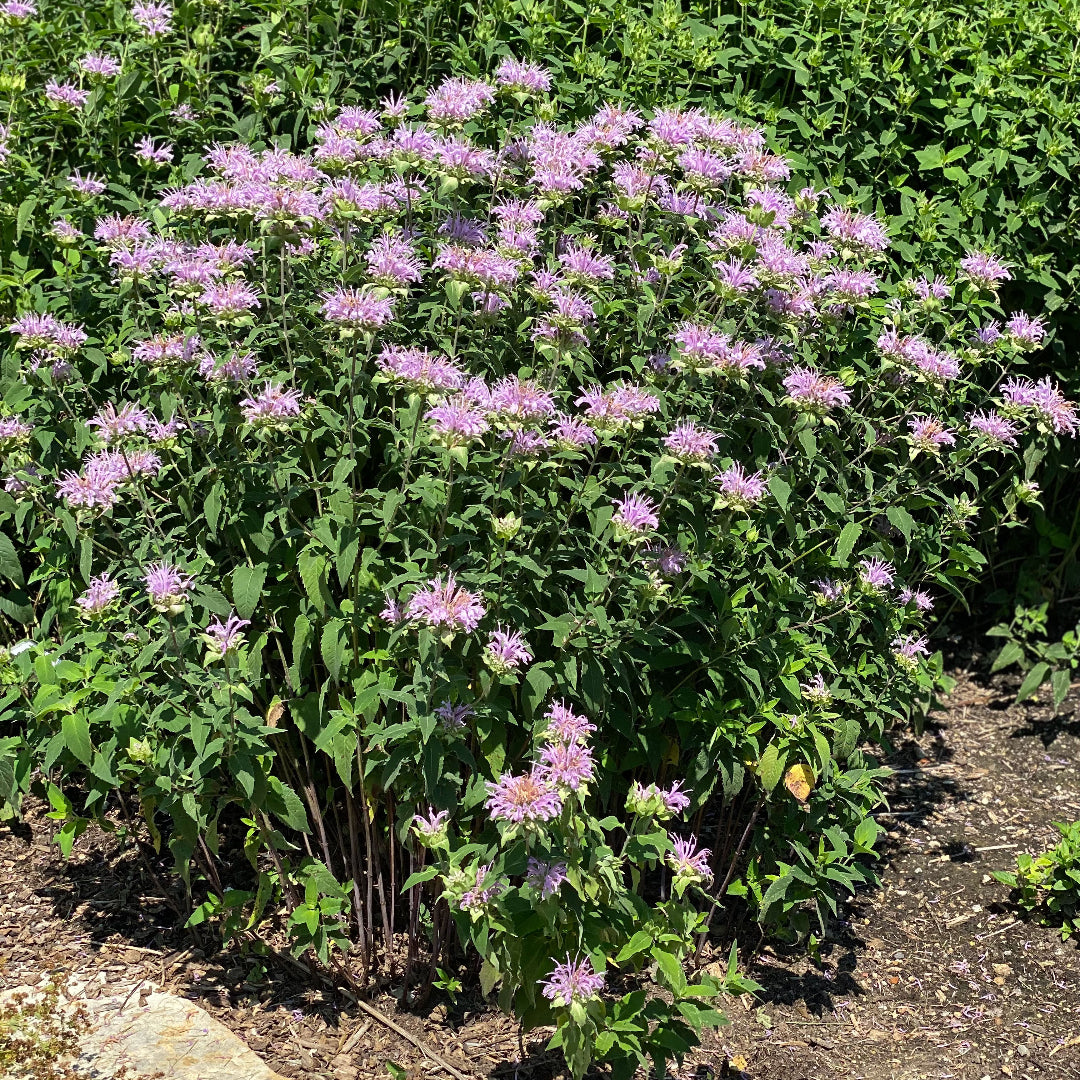 Wild Bergamot "Monarda fistulosa"