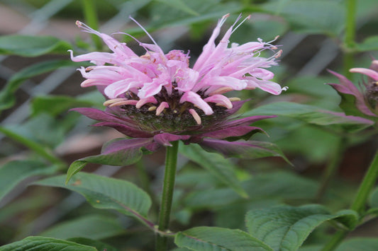 Wild Bergamot "Monarda fistulosa"