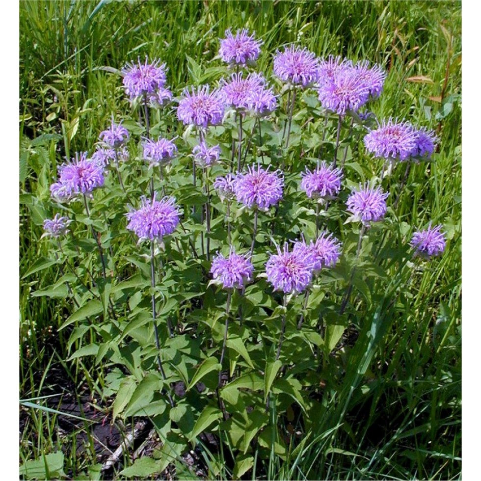 Wild Bergamot "Monarda fistulosa"
