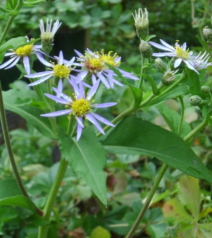Big-Leaved Aster "Eurybia macrophylla"