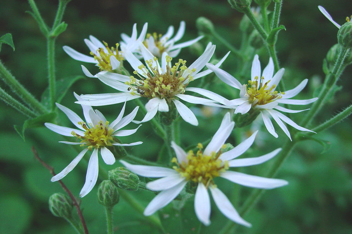 Big-Leaved Aster "Eurybia macrophylla"