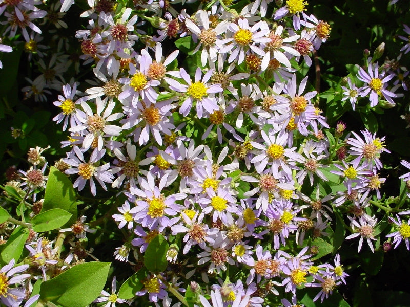 Big-Leaved Aster "Eurybia macrophylla"