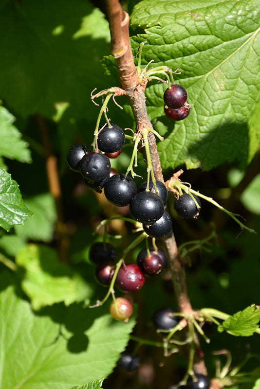 TreeYo Currant - Black Consort