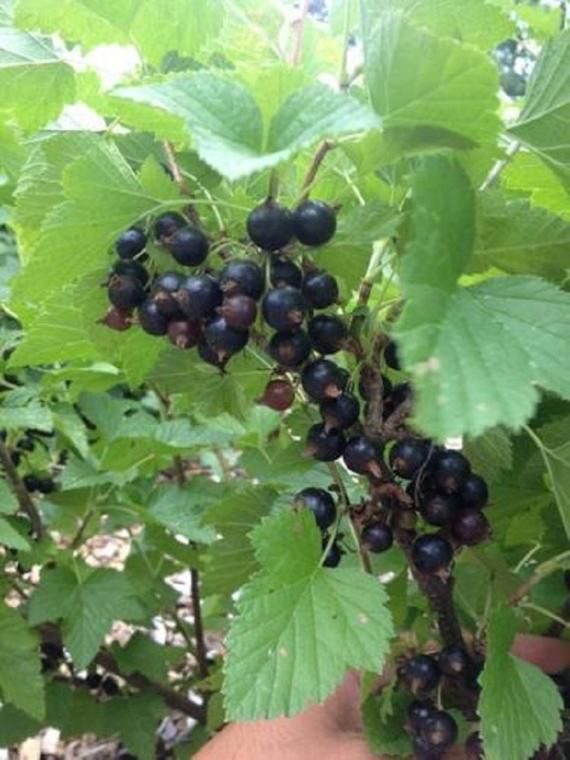 TreeYo Currant - Black Consort