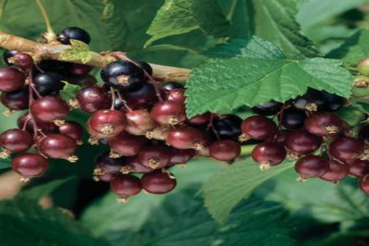 TreeYo Currant - Black Consort