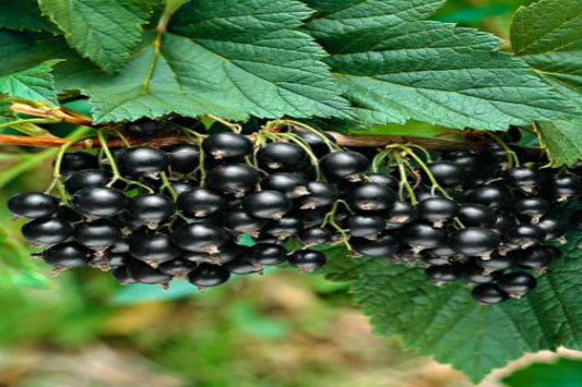 TreeYo Currant - Black Titania