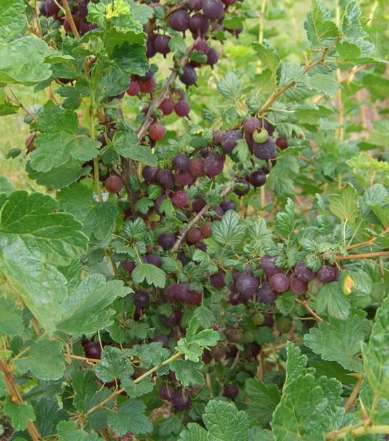 TreeYo Gooseberry - Black Velvet