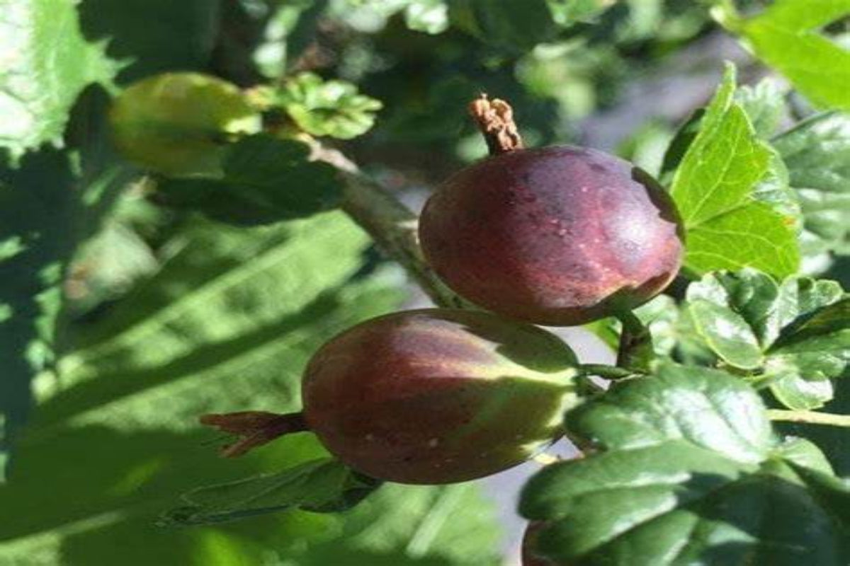 TreeYo Gooseberry - Black Velvet