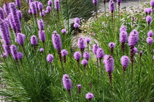 Dense Blazing Star "Liatris spicata"